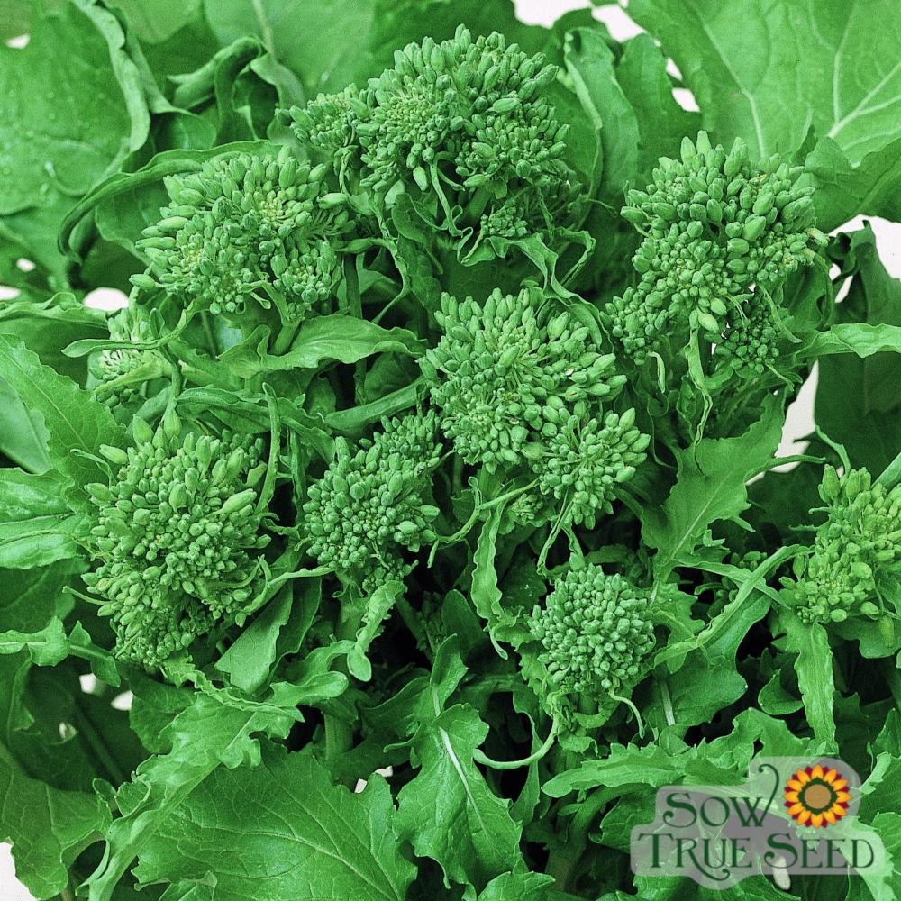 Broccoli Raab Seeds - Spring Rapini, ORGANIC - Sow True Seed