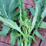 Broccoli Raab Seeds - Spring Rapini, ORGANIC - Sow True Seed