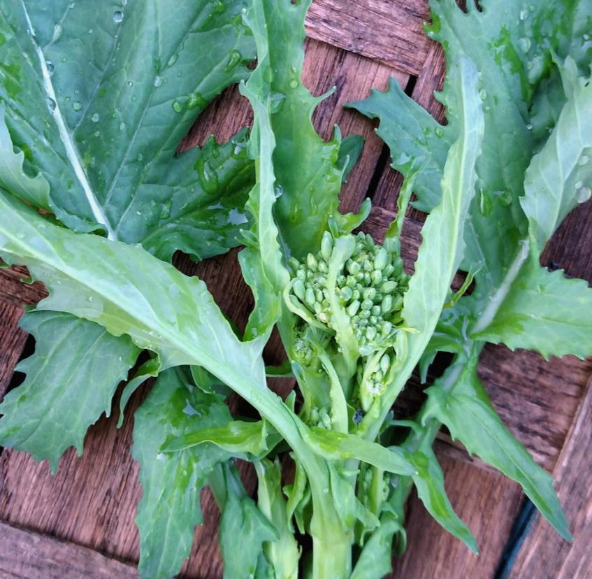 Broccoli Raab Seeds - Spring Rapini, ORGANIC - Sow True Seed