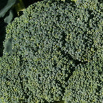 Broccoli Seeds - Di Ciccio, ORGANIC - Sow True Seed