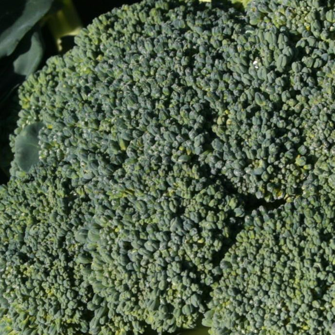 Broccoli Seeds - Di Ciccio, ORGANIC - Sow True Seed