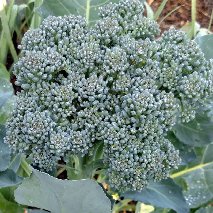 Broccoli Seeds - Di Ciccio, ORGANIC - Sow True Seed