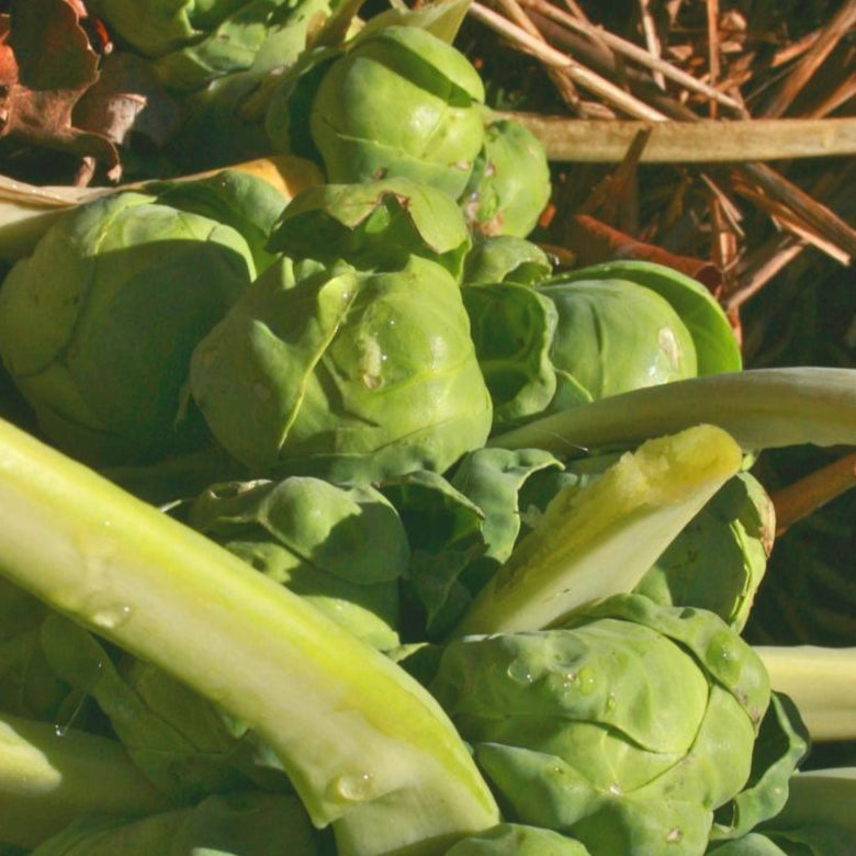 Brussels Sprouts Seeds - Long Island Improved - Sow True Seed