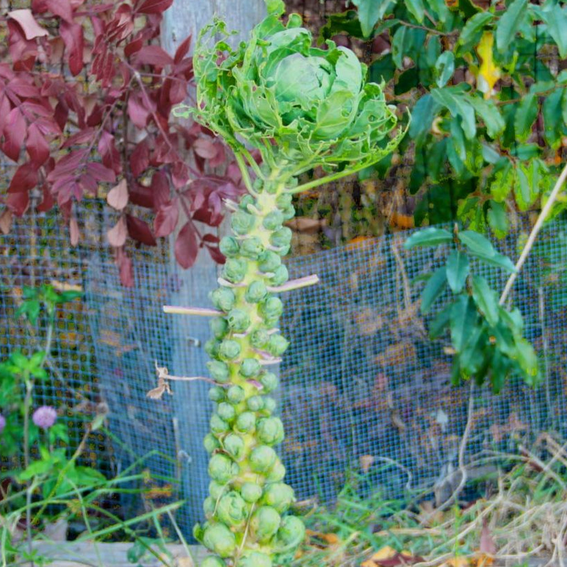 Brussels Sprouts Seeds - Long Island Improved - Sow True Seed