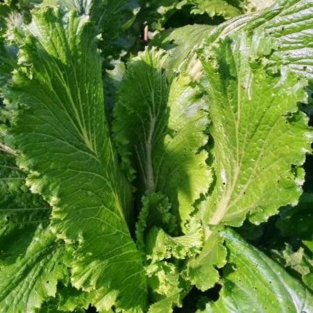 Chinese Cabbage Seeds - Michihli - Sow True Seed