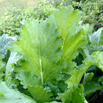 Chinese Cabbage Seeds - Michihli - Sow True Seed