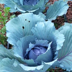 Cabbage Seeds - Red Acre - Sow True Seed
