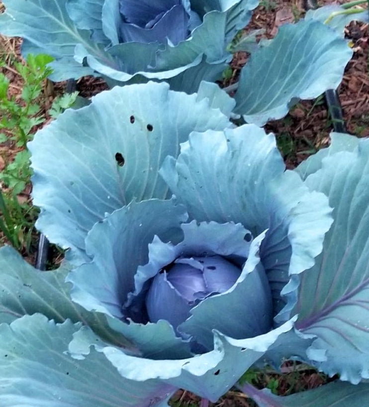 Cabbage Seeds - Red Acre - Sow True Seed
