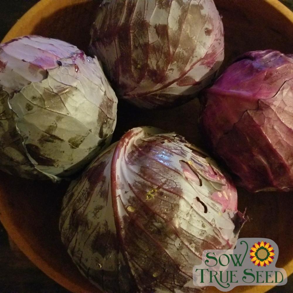 Cabbage Seeds - Red Acre - Sow True Seed