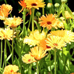 Calendula Seeds - Pacific Beauty - Sow True Seed
