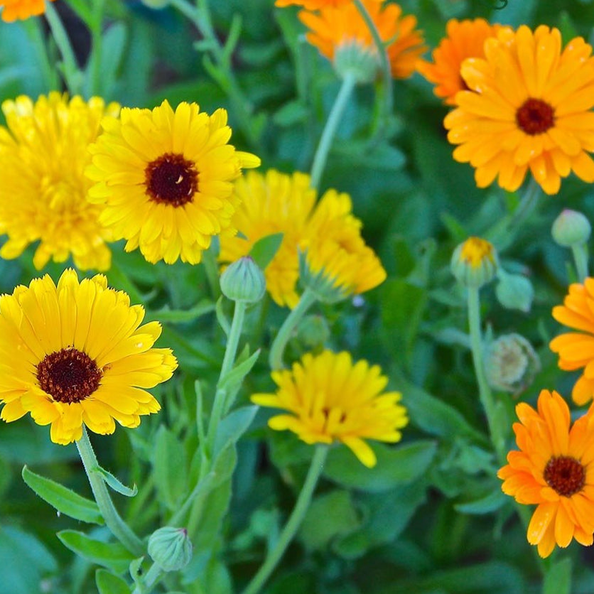 Calendula Seeds - Pacific Beauty - Sow True Seed