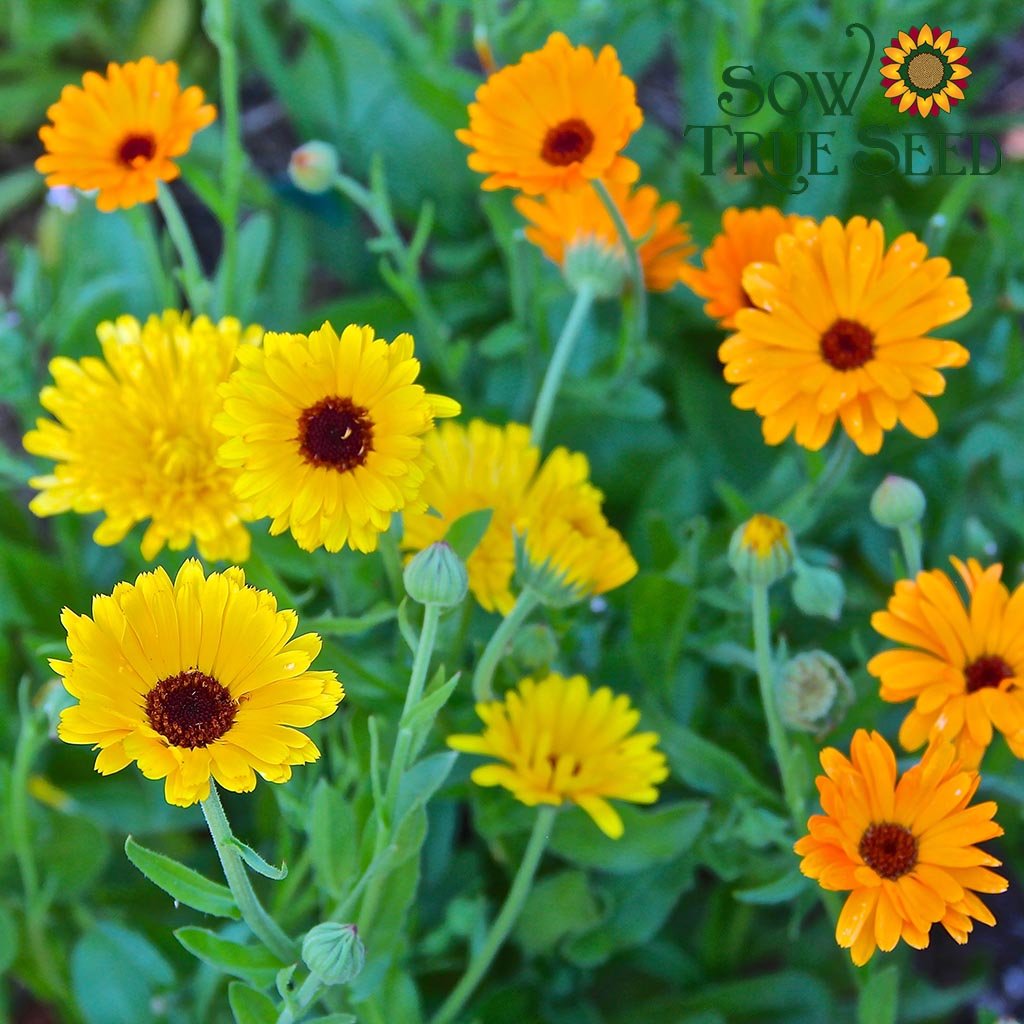 Calendula Seeds - Pacific Beauty - Sow True Seed