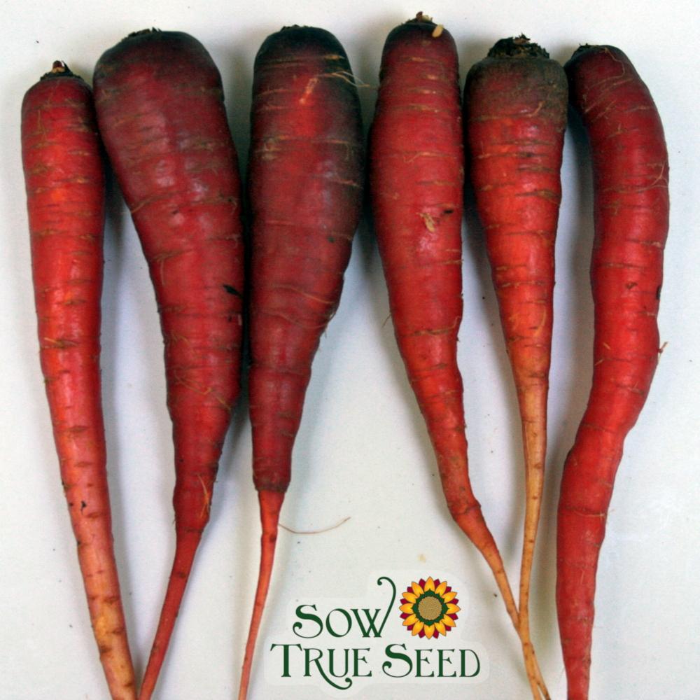 Carrot Seeds - Cosmic Purple - Sow True Seed