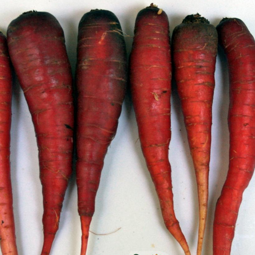 Carrot Seeds - Cosmic Purple - Sow True Seed