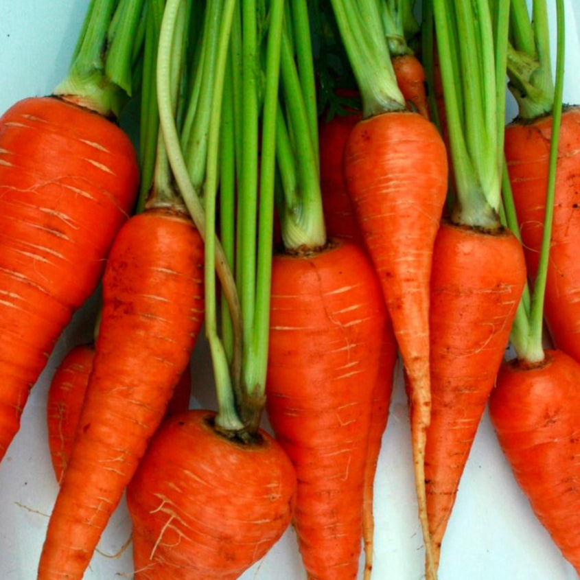Carrot Seeds - Danvers 126, ORGANIC - Sow True Seed