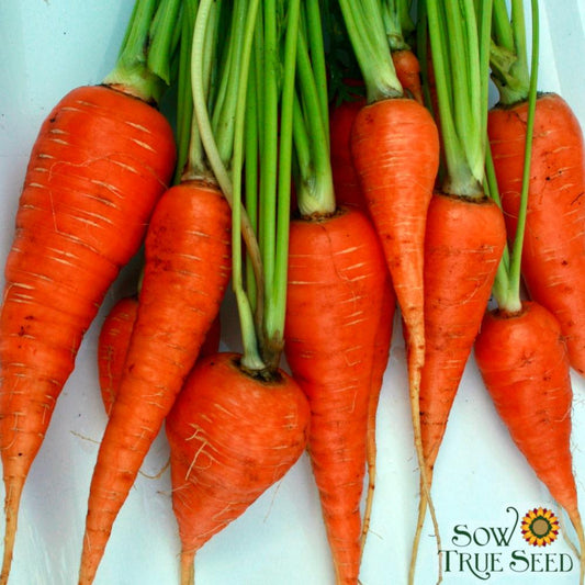 Carrot Seeds - Danvers 126, ORGANIC - Sow True Seed