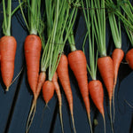 Carrot Seeds - Danvers 126, ORGANIC - Sow True Seed