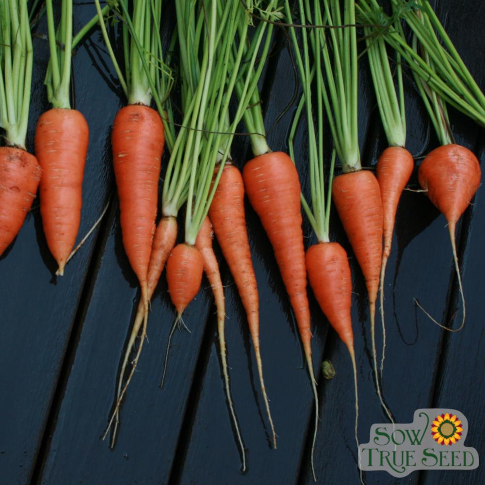 Carrot Seeds - Danvers 126, ORGANIC - Sow True Seed