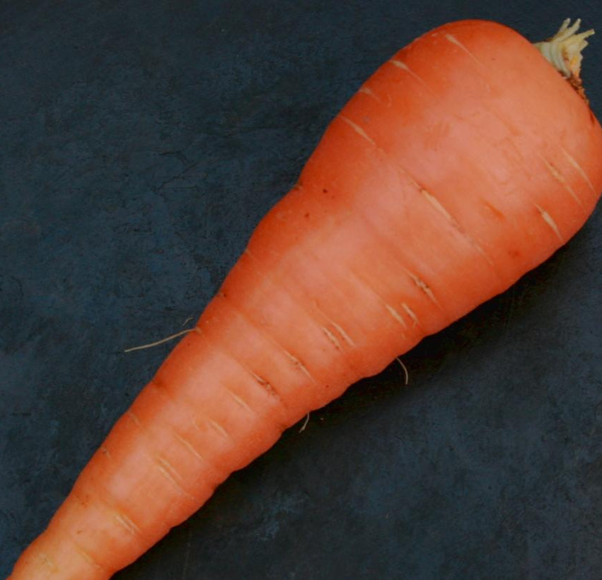 Carrot Seeds - Danvers 126, ORGANIC - Sow True Seed