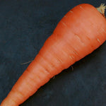 Carrot Seeds - Danvers 126, ORGANIC - Sow True Seed