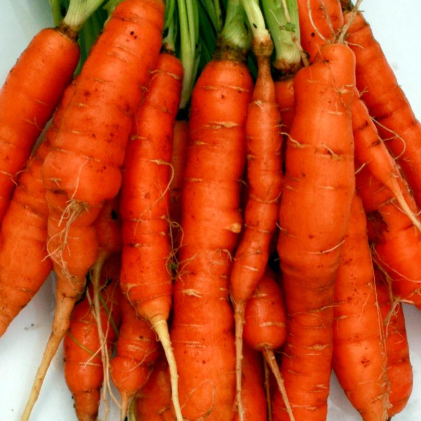 Carrot Seeds - Little Finger, ORGANIC - Sow True Seed