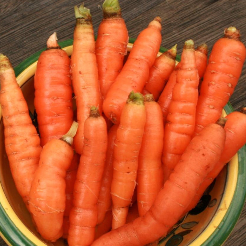Carrot Seeds - Little Finger, ORGANIC - Sow True Seed