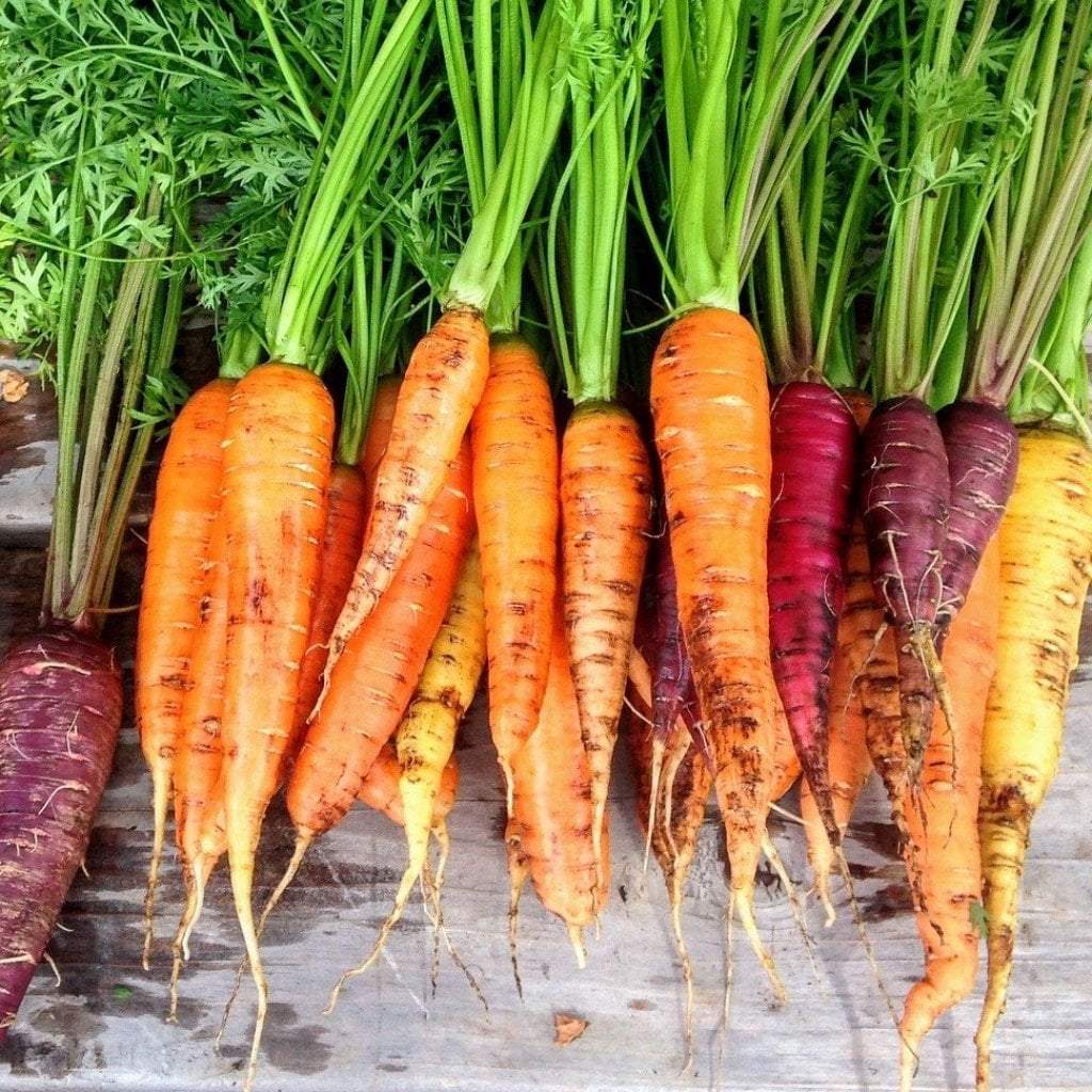 Carrot Seeds - Rainbow Blend - Sow True Seed