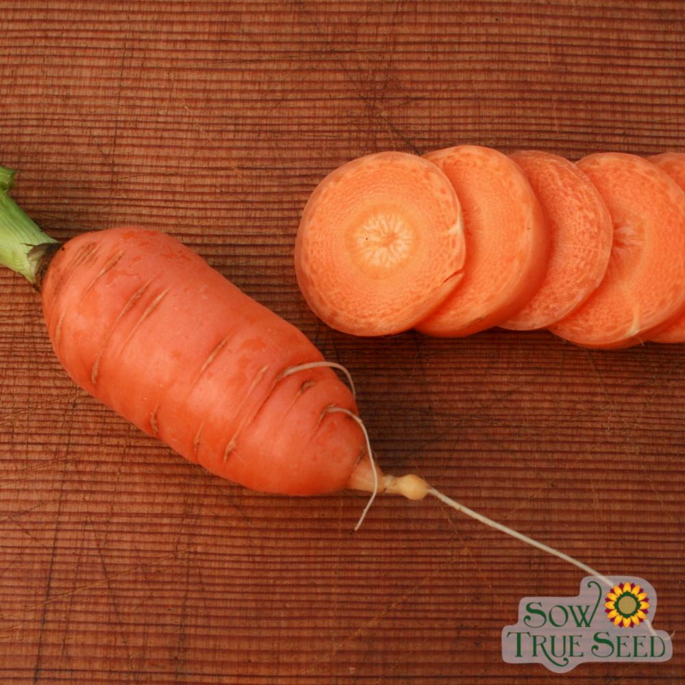 Carrot Seeds - Red Core Chantenay - Sow True Seed