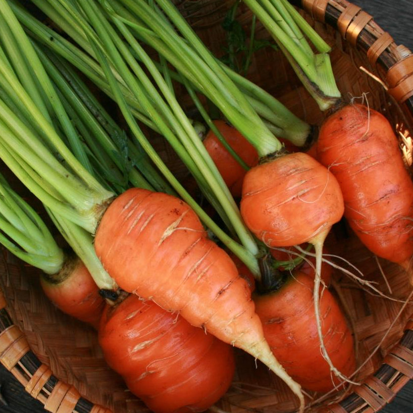 Carrot Seeds - Red Core Chantenay - Sow True Seed