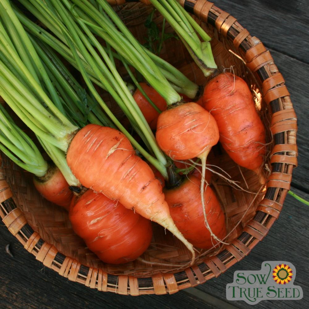 Carrot Seeds - Red Core Chantenay - Sow True Seed