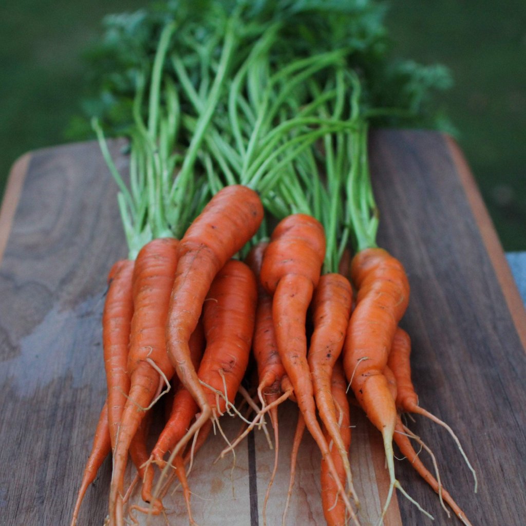 Carrot Seeds - Tendersweet, ORGANIC - Sow True Seed