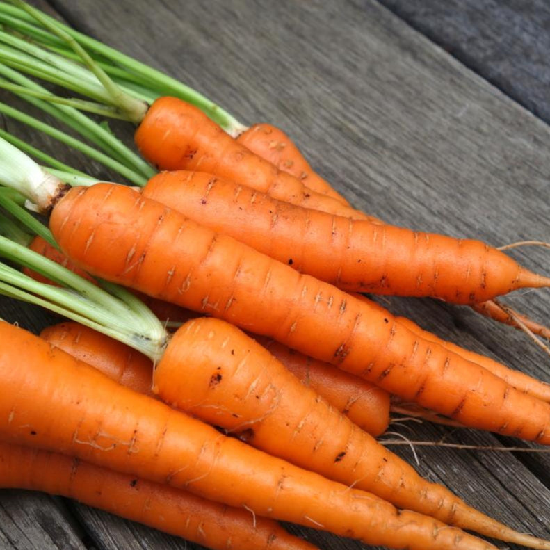 Carrot Seeds - Tendersweet, ORGANIC - Sow True Seed