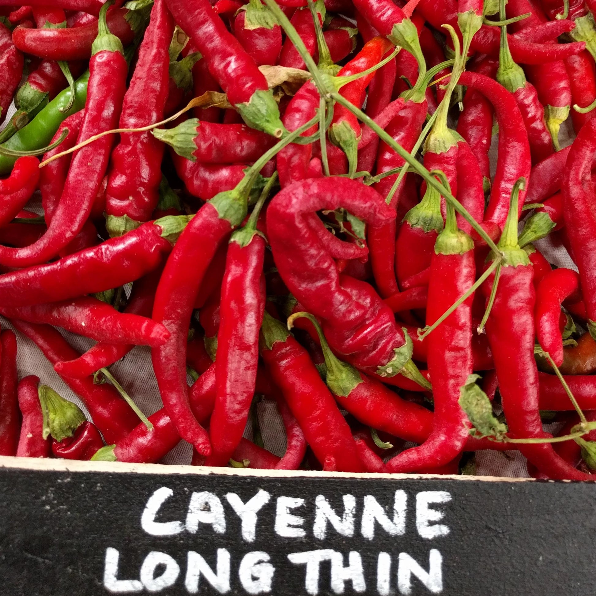 Hot Pepper - Cayenne Long Red Thin - Sow True Seed