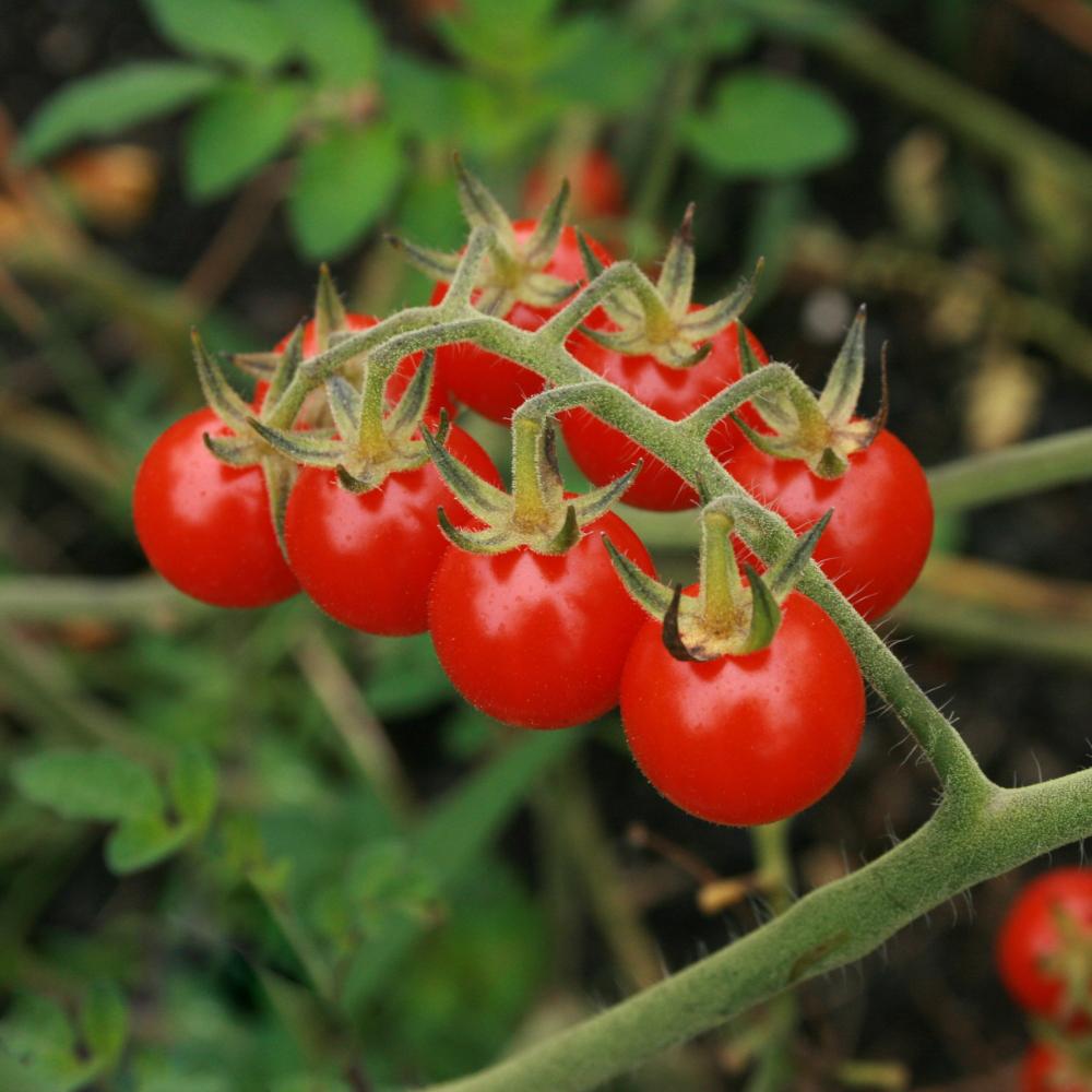 Cherry Tomato Seeds - Cherry Sweetie, ORGANIC - Sow True Seed