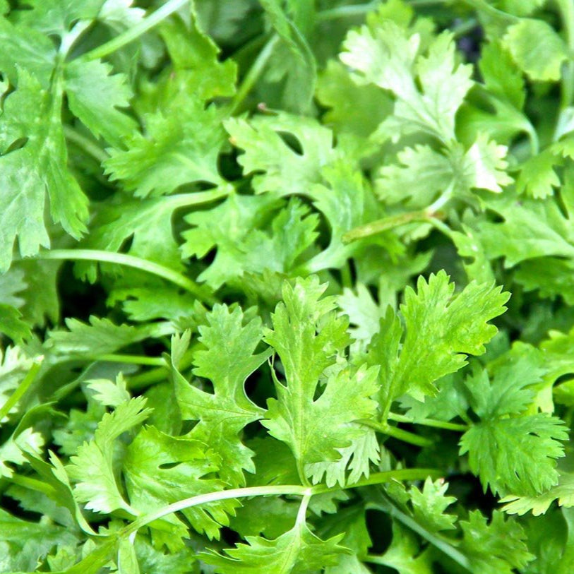 Cilantro Seed, ORGANIC - Sow True Seed