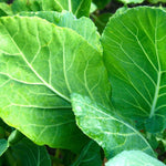 Collard Seeds - Champion - Sow True Seed
