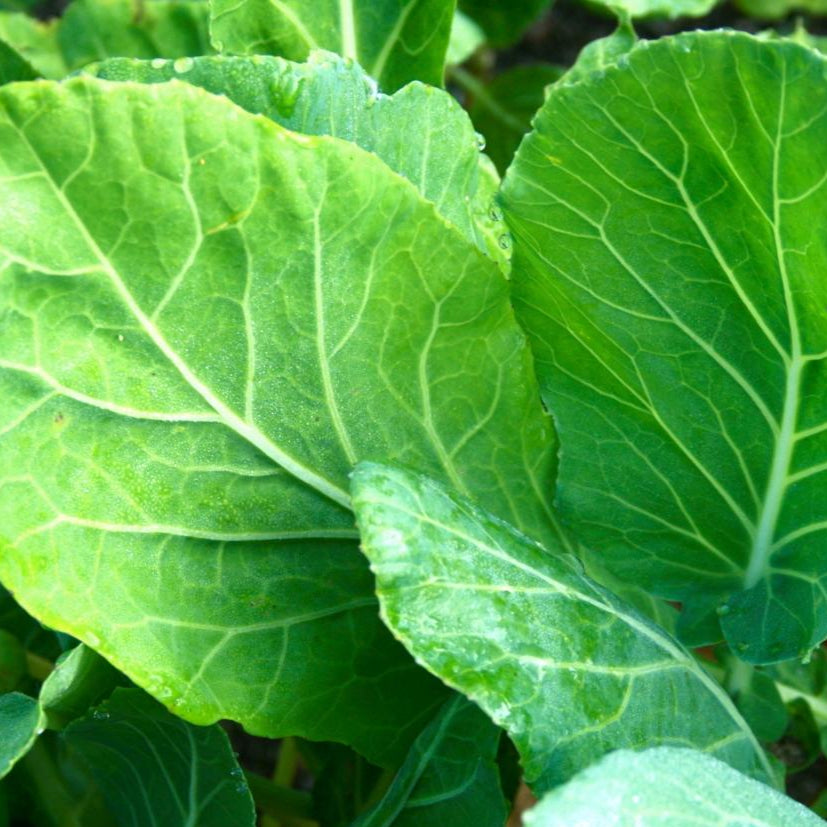 Collard Seeds - Champion - Sow True Seed