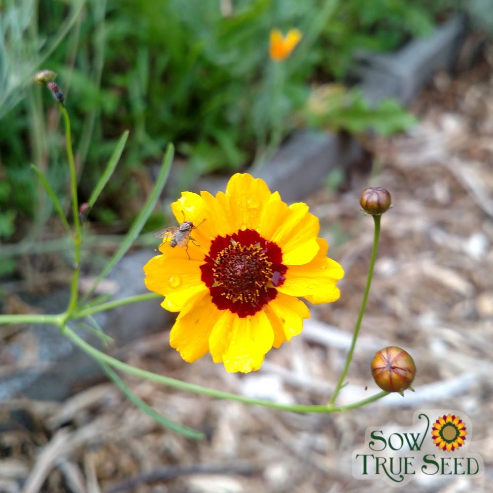Coreopsis Seeds - Tall Plains - Sow True Seed