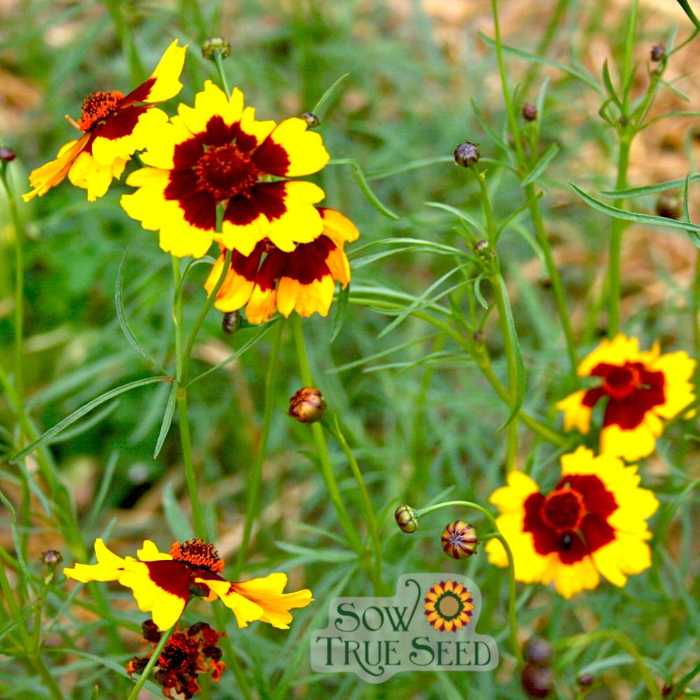 Coreopsis Seeds - Tall Plains - Sow True Seed