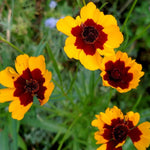 Coreopsis Seeds - Tall Plains - Sow True Seed