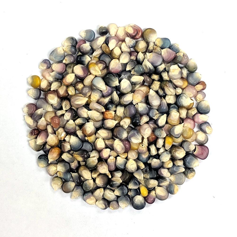Flint Corn Seeds - Carl's Glass Gem, ORGANIC - Sow True Seed