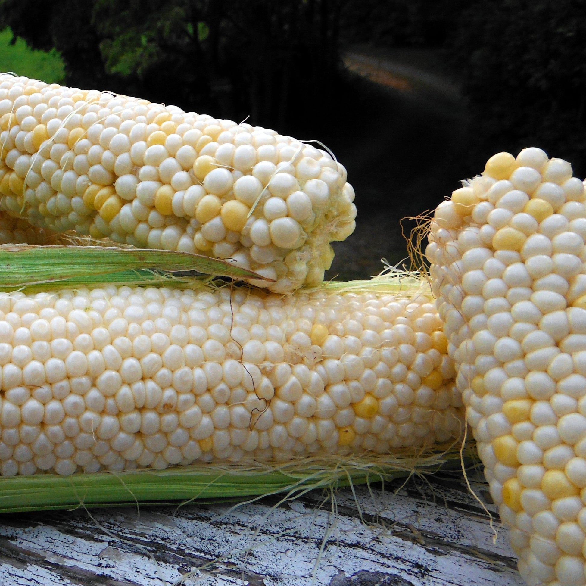 Sweet Corn - Country Gentleman - Sow True Seed