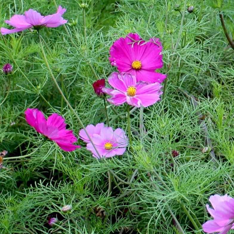 Cosmos Seeds - Sensation Mix - Sow True Seed