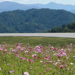 Cosmos Seeds - Sensation Mix - Sow True Seed