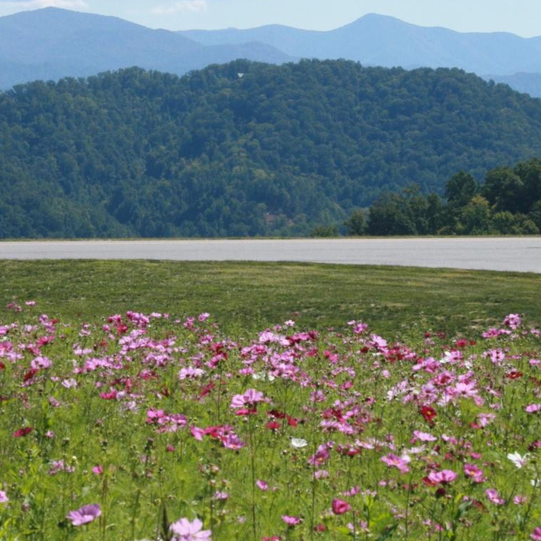 Cosmos Seeds - Sensation Mix - Sow True Seed