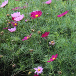Cosmos Seeds - Sensation Mix - Sow True Seed