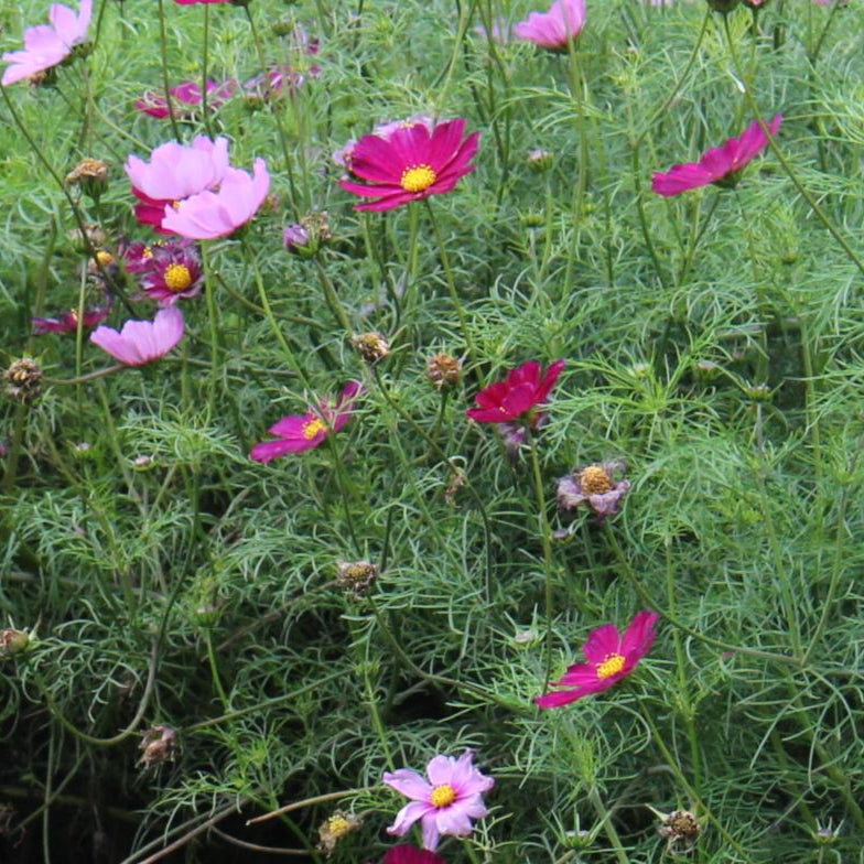 Cosmos Seeds - Sensation Mix - Sow True Seed