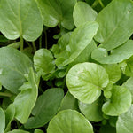 Cress - Upland Creasy Greens - Sow True Seed