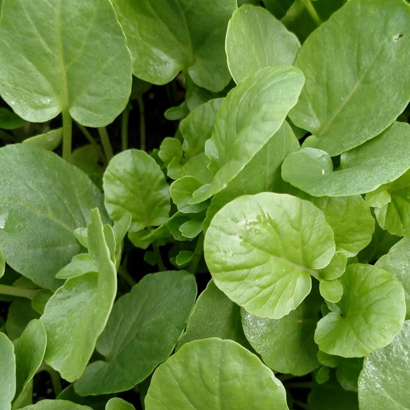 Cress Rocal Cress seeds - Creasy Greens | Sow True Seed | Open- Pollinated | – Sow ...