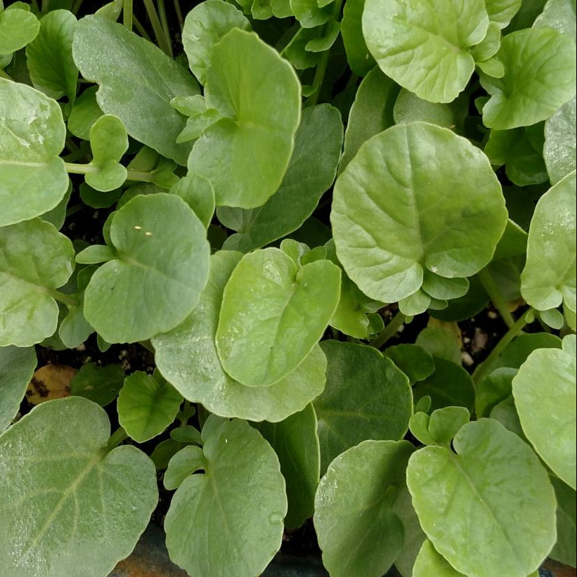 Cress - Upland Creasy Greens - Sow True Seed